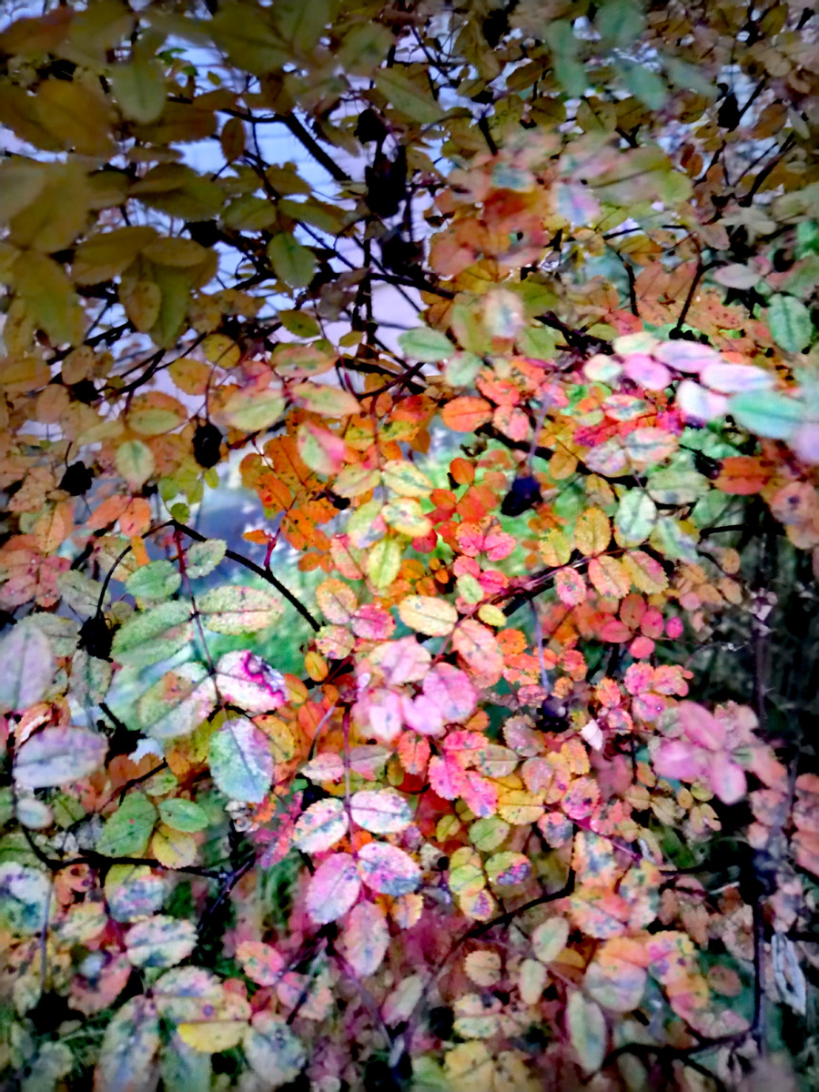 Вот эти чёрные, сухие и сморщенные - бывшие розочки