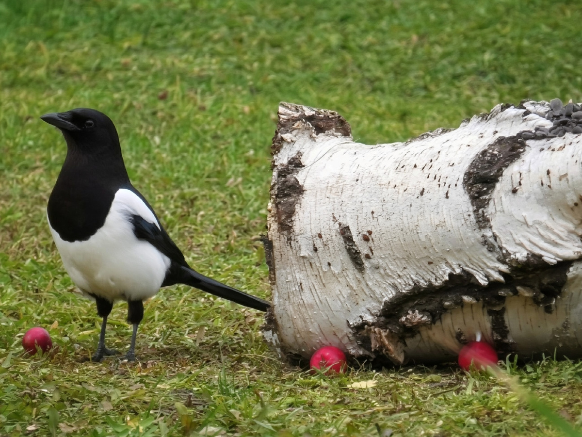 Фото автора канала "Удивительный мир живой природы "