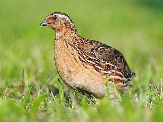 Фото из открытых источников - Перепелка 