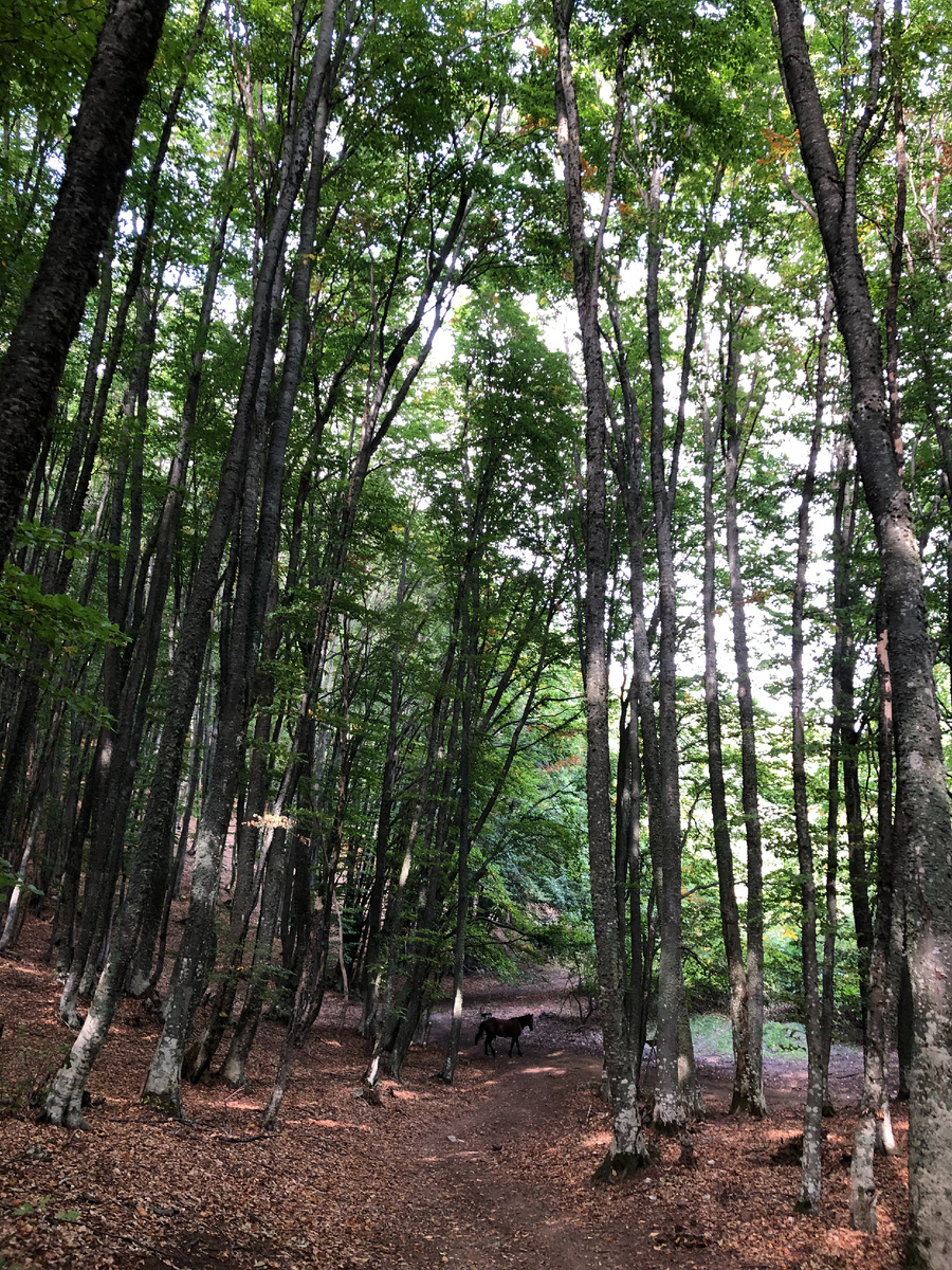 В лесу можно встретить лошадей. 