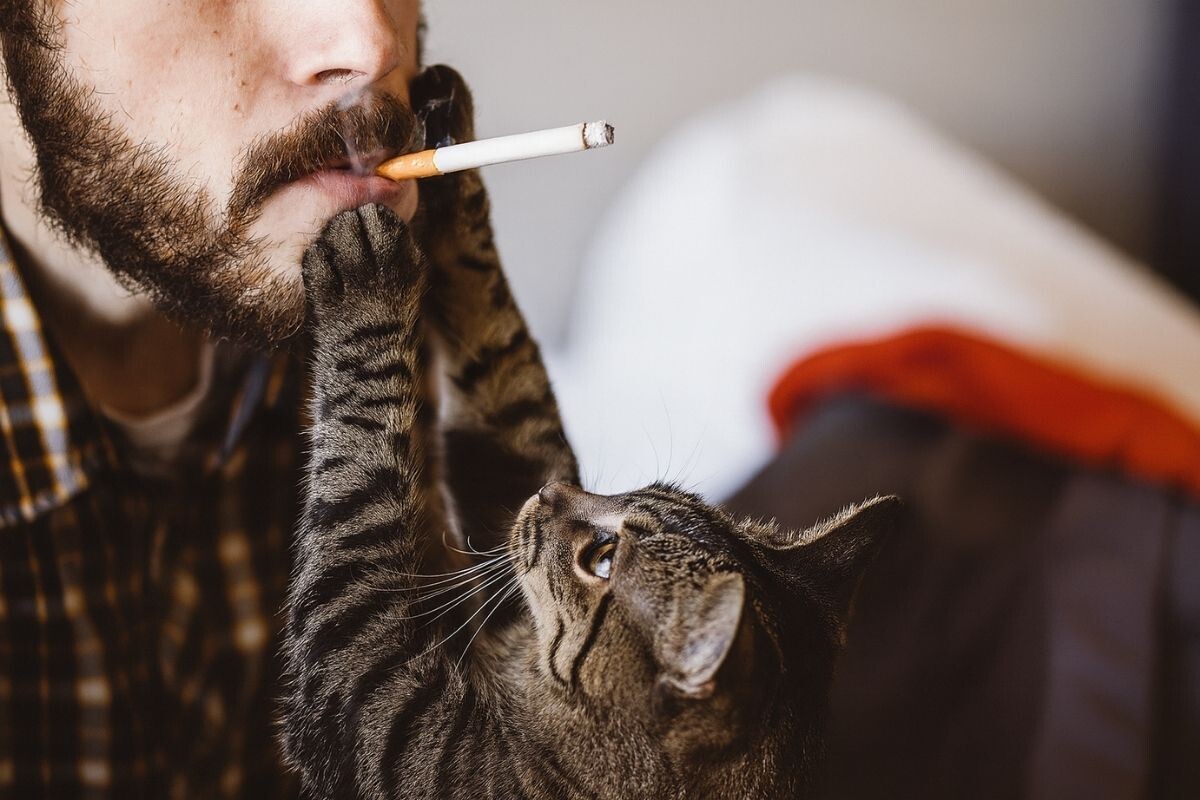 Почему кошкам нравится запах сигарет