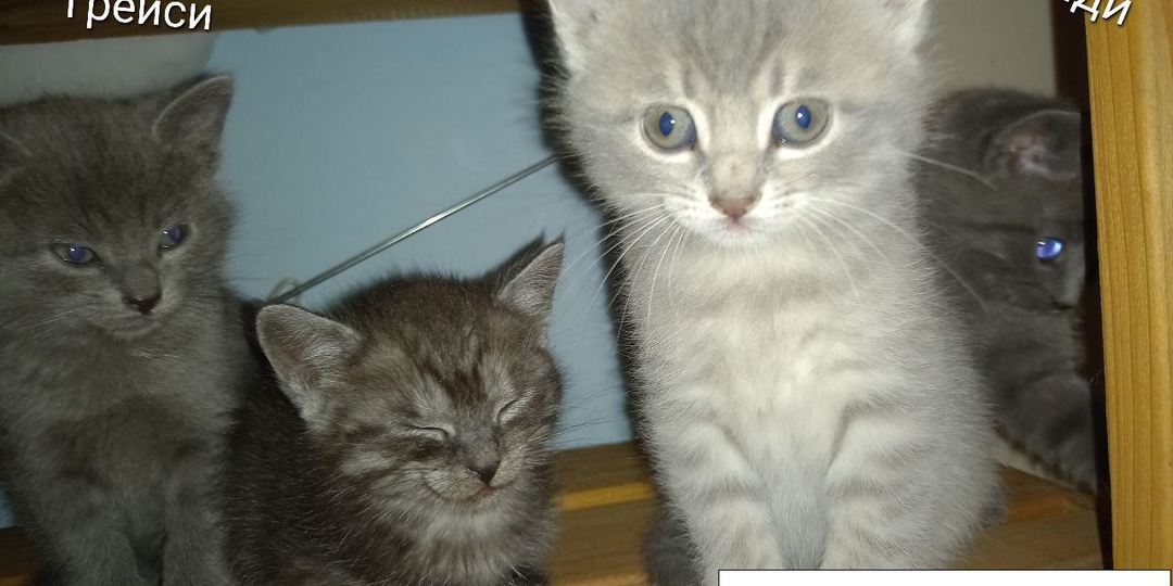 У этих котят не было никаких шансов не только на прописку, но и даже на жизнь