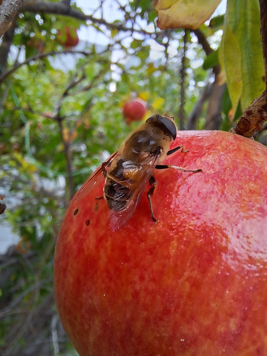 Протокол вымирания: осы и пчёлы в Крыму!