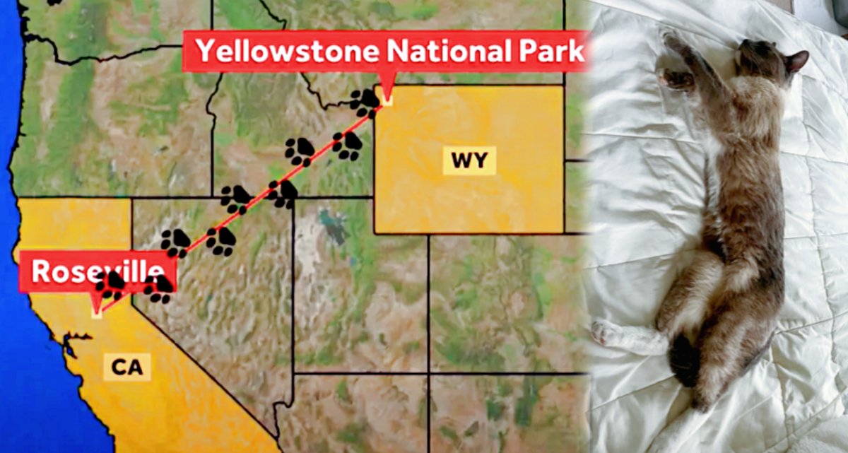 Примерный маршрут путешествия питомицы.