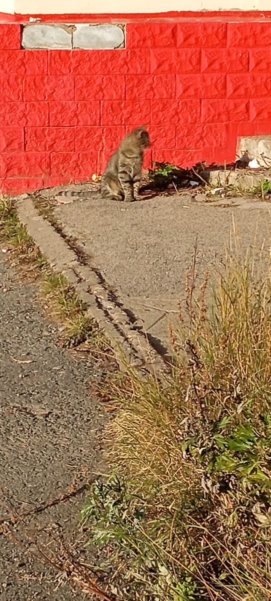 Уличный котик.