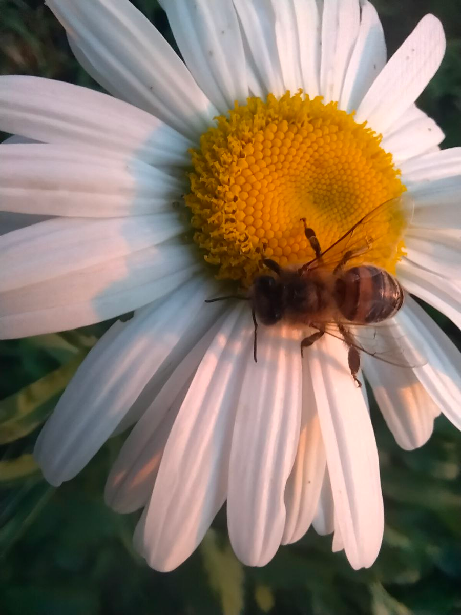 Вам цветочек и пчёлка-труженица. Прям как я! 😁