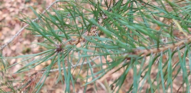    Фото: Лукьянов Дмитрий, AgroXXI.ru