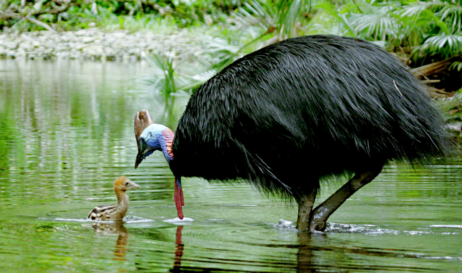 Лат. Casuarius. Источник фото: ranker.com
