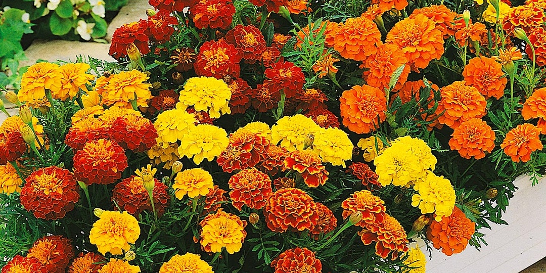 Одну из самых дорогих специй в мире можно заменить обычными бархатцами, но об этом мало кто знает