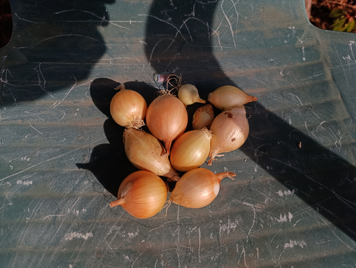 Мой урожай лука) надо было  спичечную коробку  положить. Как в анекдоте, а крупный лук мы складывали в банку из-под майонеза 😄