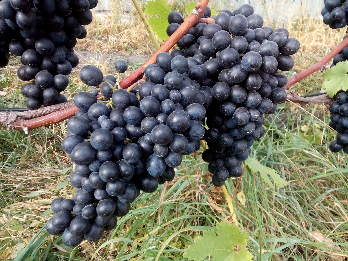 Грозди Антея Магарачского 