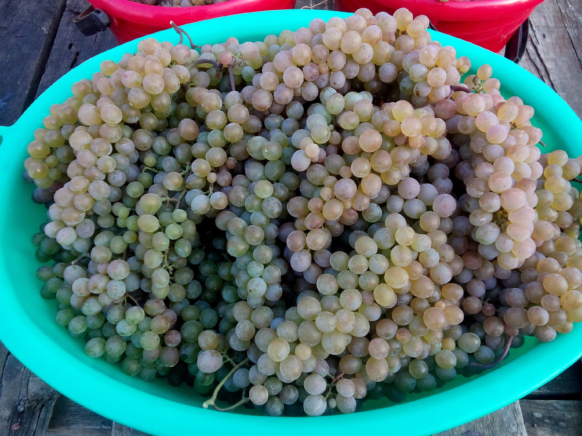 Сегодня запустил вино из Ркацители. При таком сезоне полученные уверенные 19% сахара, просто удача. Фото 2020 года, в эти два дня фоткать было некогда, только резал и дробил....