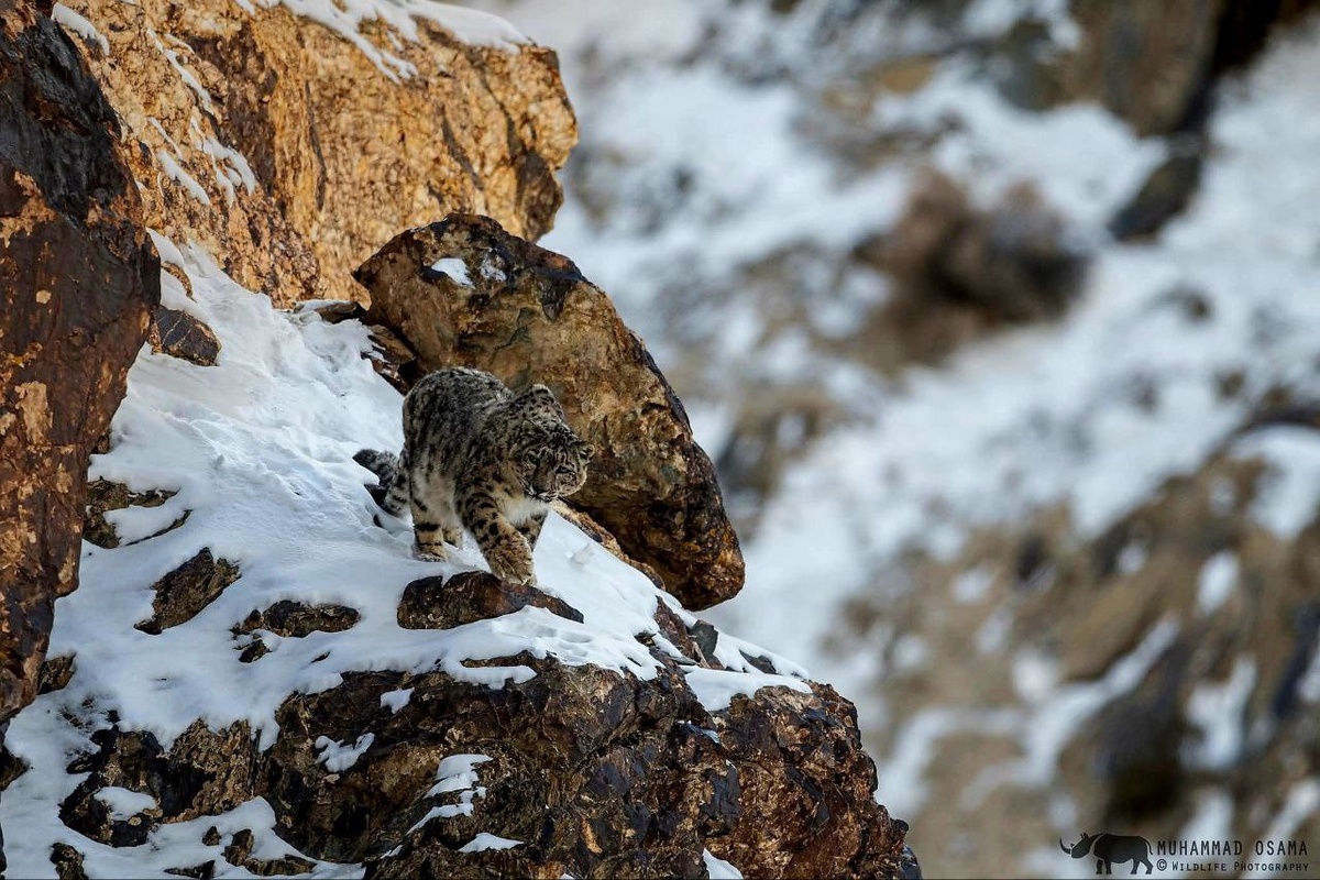 В Пакистане около 200-400 ирбисов населяют провинции Хайбер-Пахтунхва, Гилгит-Балтистан, Азад Джамму и Кашмир. (с) Мухаммад Осама.