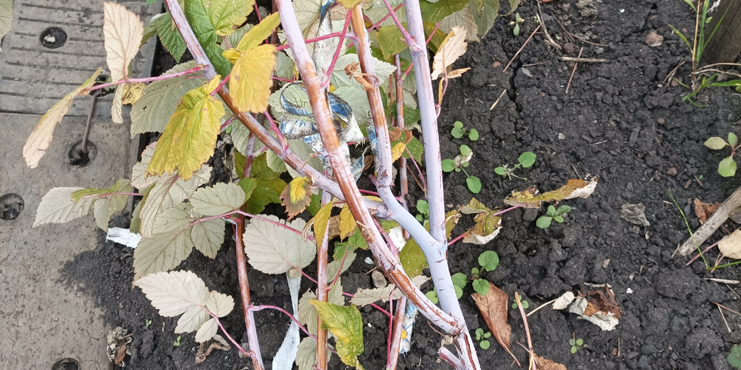 Малиновое дерево: забытый советский метод, который удивит вас урожаем