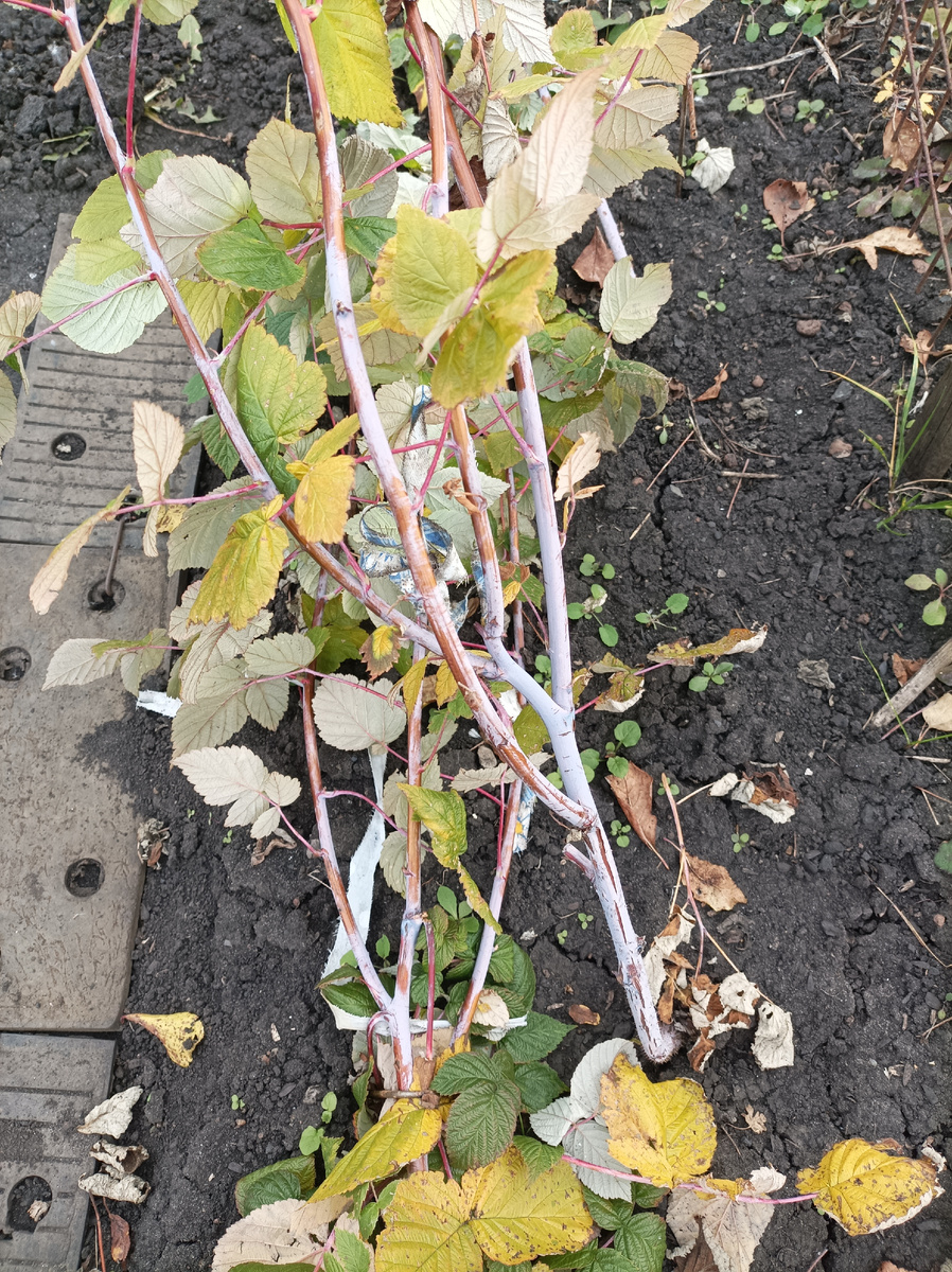 Октябрь 2025г. В 2026г весь новый малинник будет сформирован по принципу малиновых деревьев