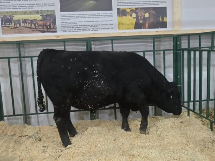     Фото: скрин/видео телеграм-канала Лиры Бурак.