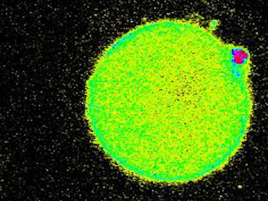 Сияние яйцеклетки в момент зачатия. Фото dzen.ru