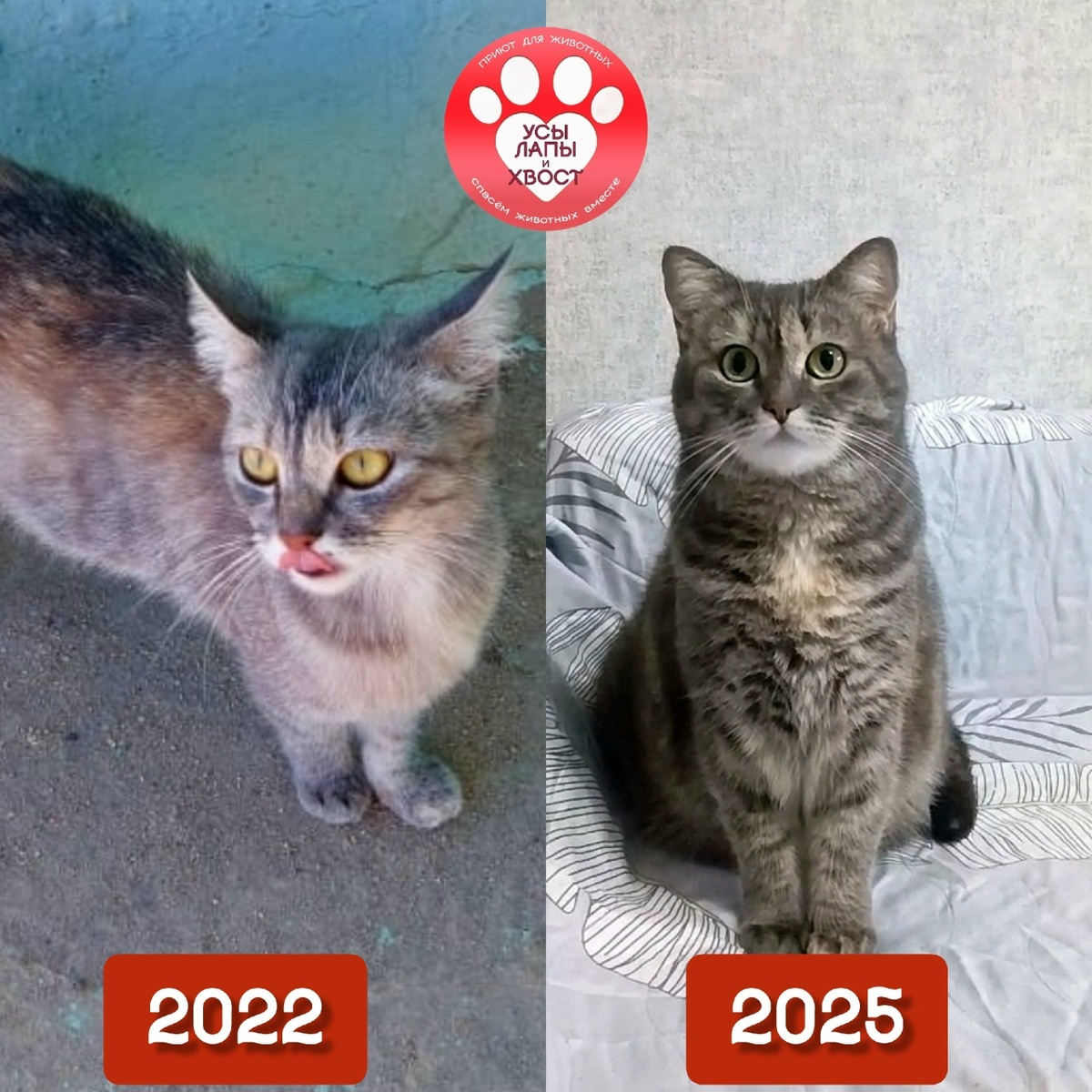 Байгора, ныне домашняя любимица Байка🥰