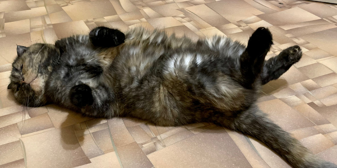 Какие позы спящей кошки должны насторожить хозяина