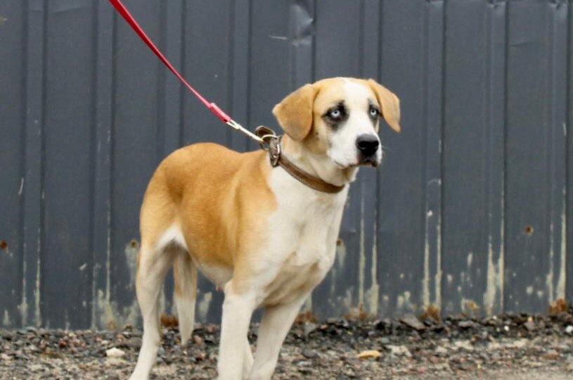 Помогите, пожалуйста, Джесси найти семью!