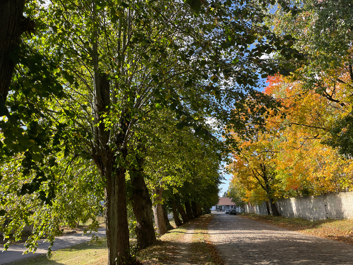Мое любимое место-Липовая аллея! Этим липам более 100 лет! Вековые деревья!