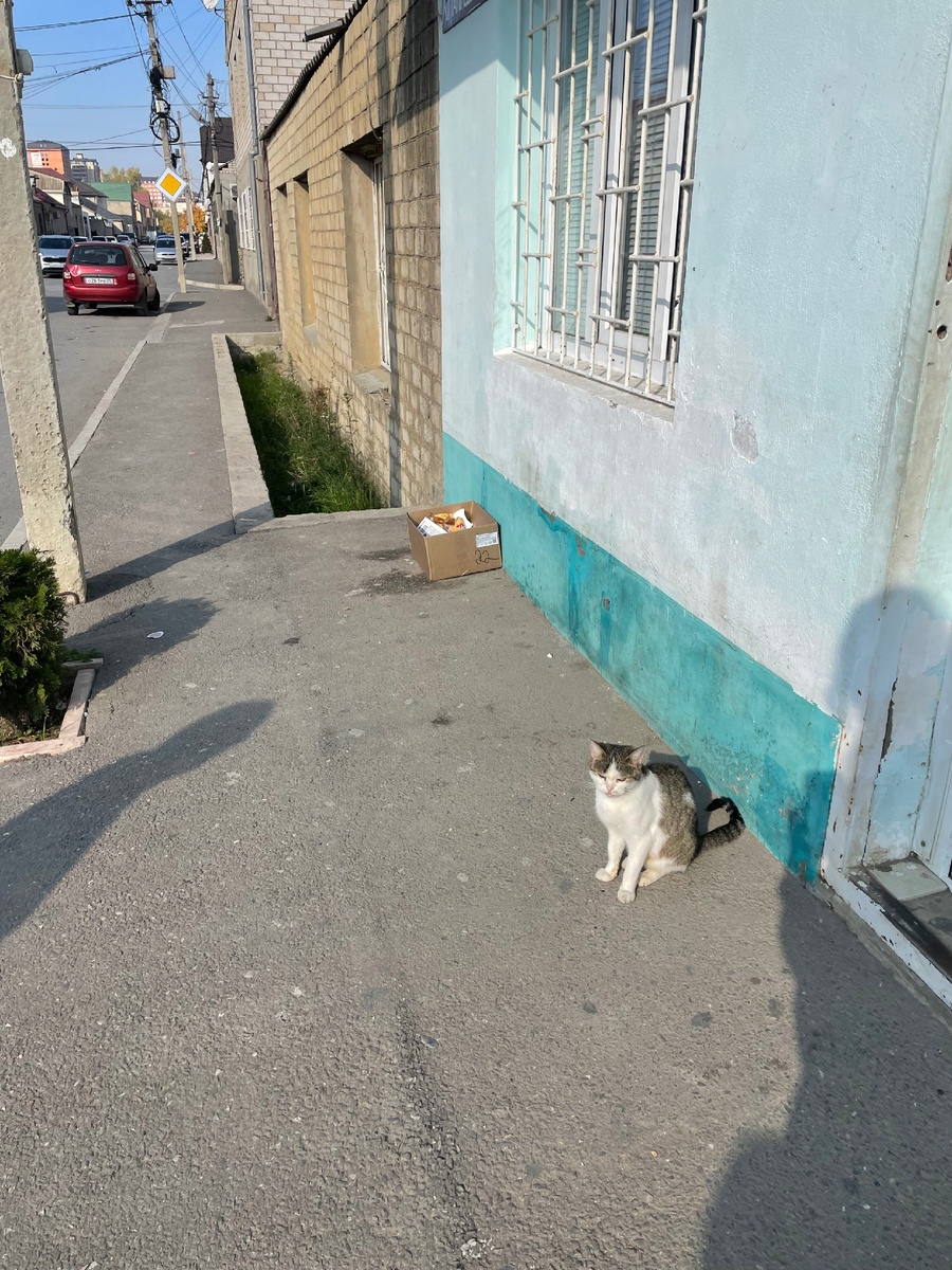 Теплая кошка 