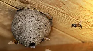 Осы под крышей: как убрать непрошеных соседей с дачи