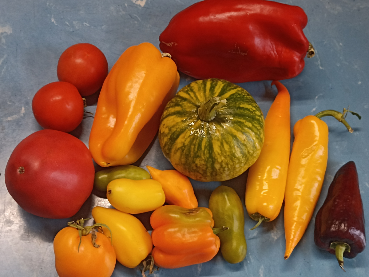 Урожай минувшего сезона. Фото автора