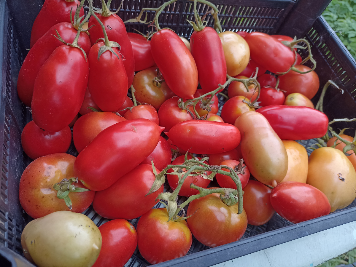 Остатки томатов убраны. Фото автора