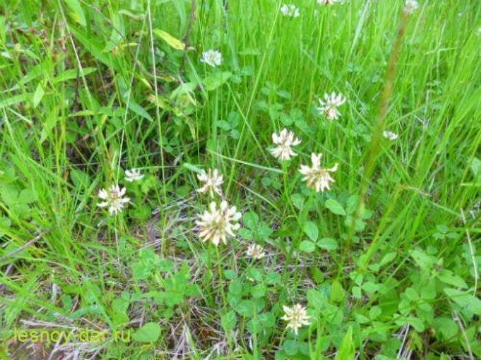 Клевер ползучий (фото с блога "Лесная кладовая")