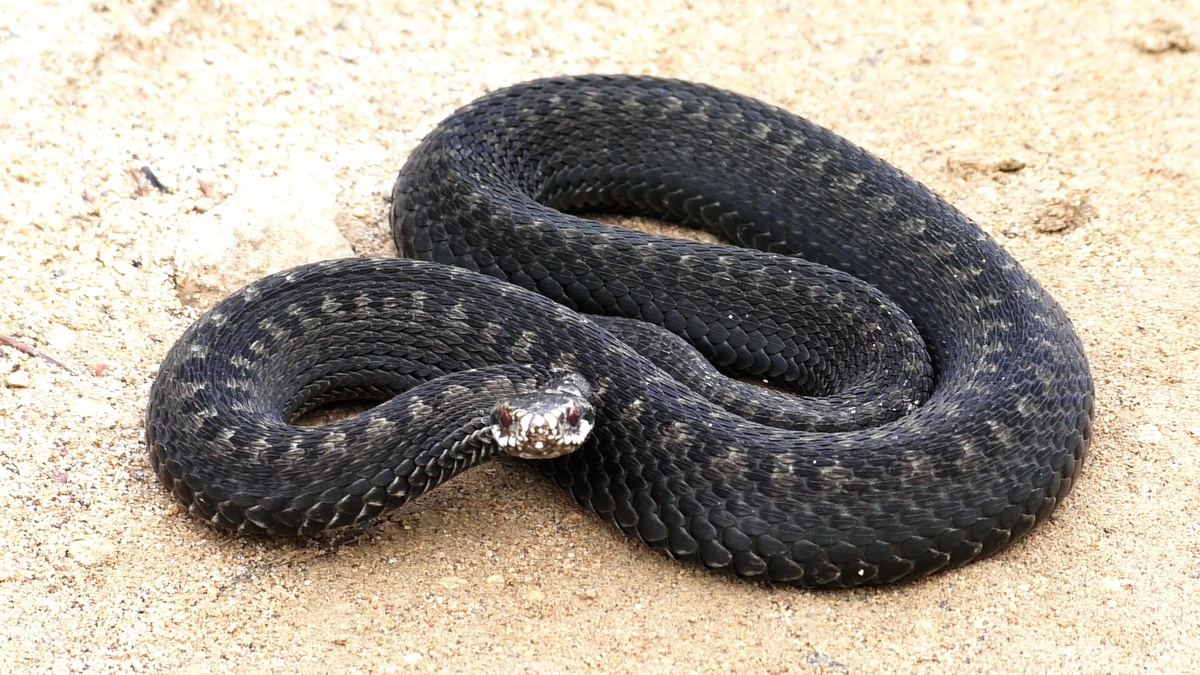 Фото из сети Интернет