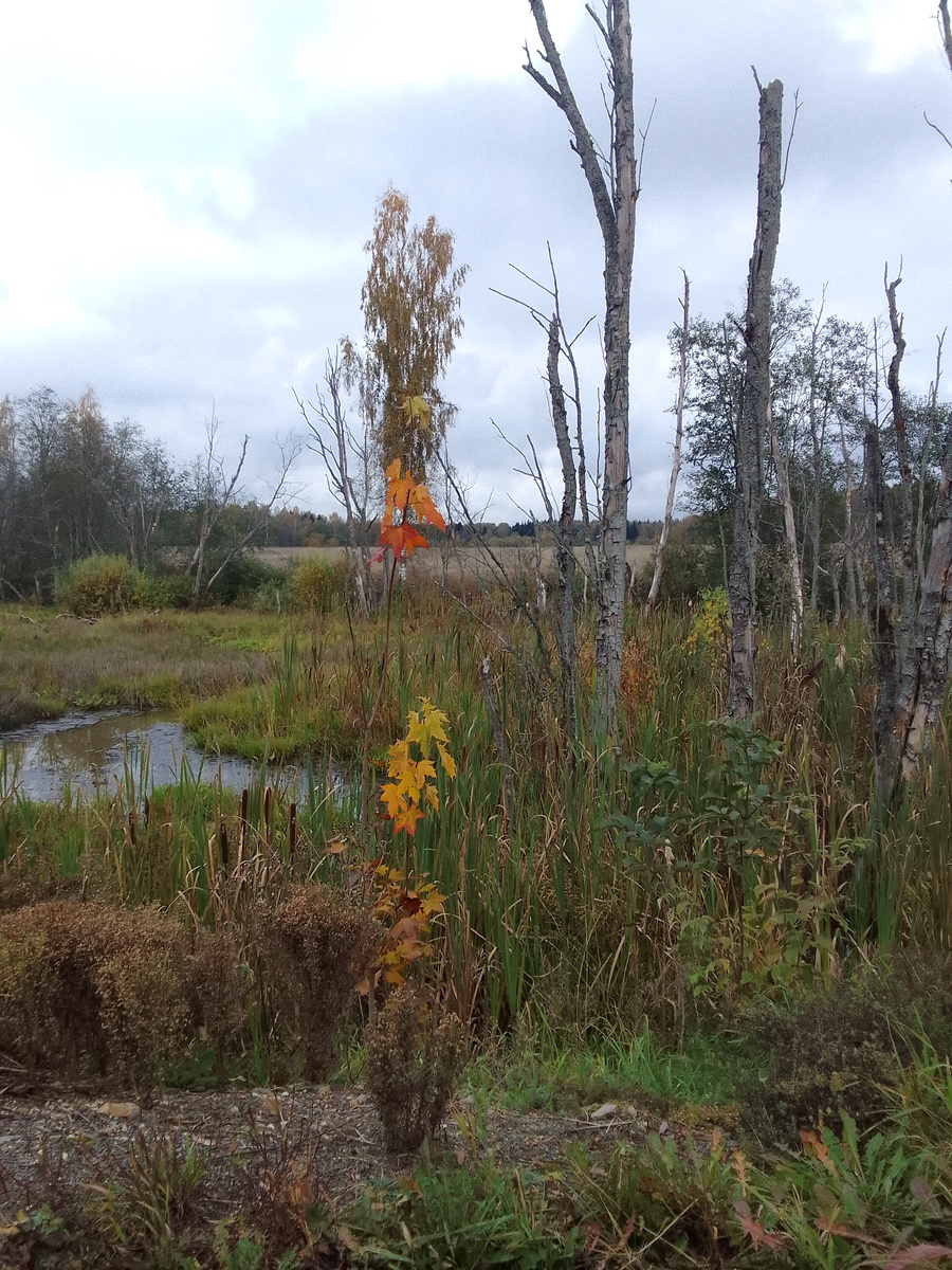 Здесь живёт собака Баскервилей. Только тсс - никому! Я с ней в дружеских отношениях.