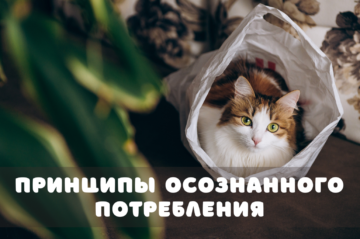 Фото: Shutterstock / ILYA ANTOKHIN