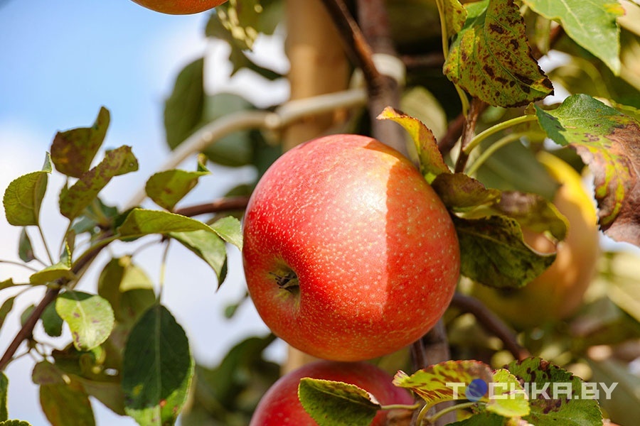    Изображение носит иллюстративный характер. Фото: Tochka.by.