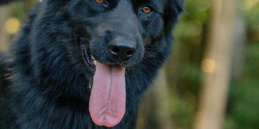 Молодой метис немецкой овчарки ищет дом