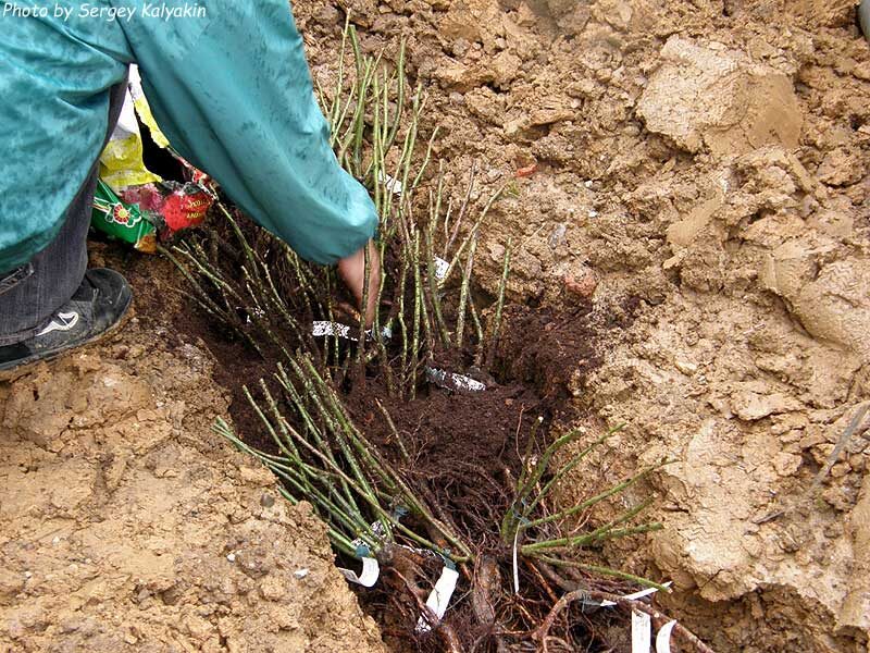 Прикоп саженцев