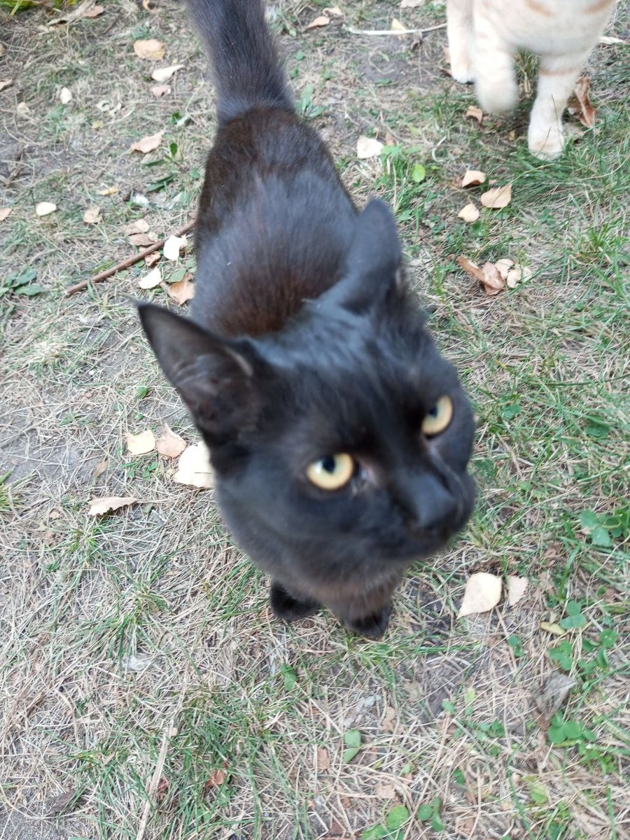 Вылитый Кузя! Только меньше в четыре раза