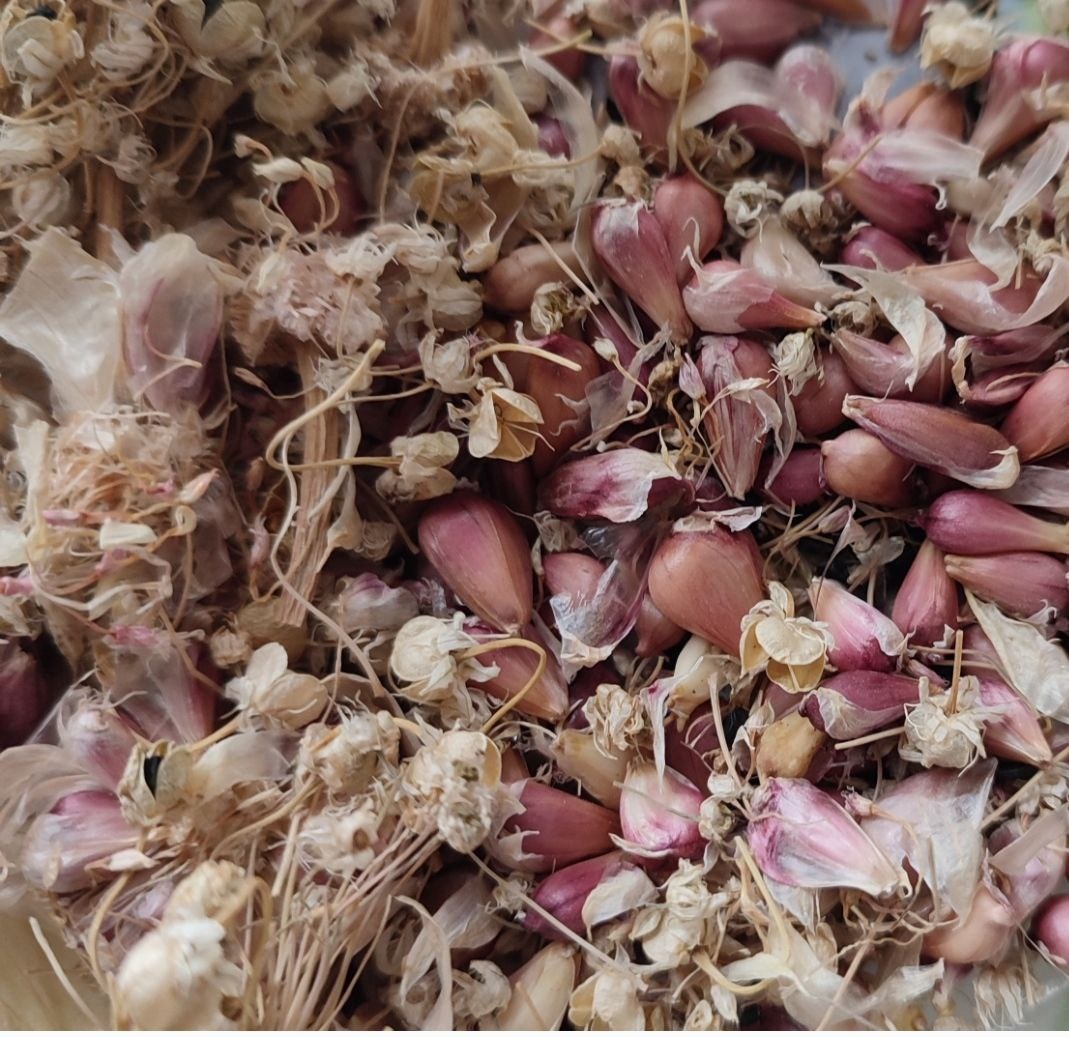 Бульбочки из чесночной стрелки