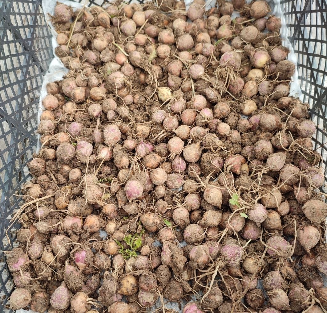 Однозубки из бульбочек