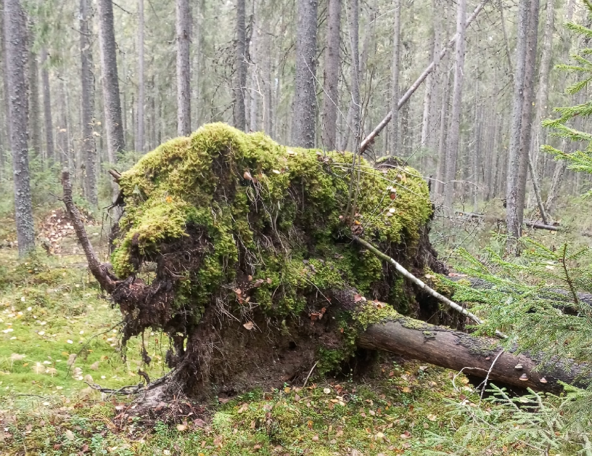 Упавшее с корнем дерево, ветровал. Тайга. Фото канала «Таёжный мир».