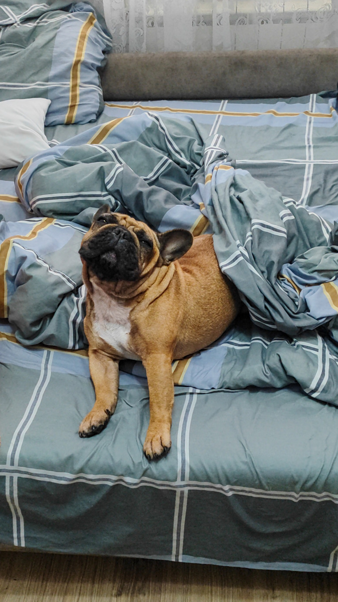 Одна из бульдожьих асан