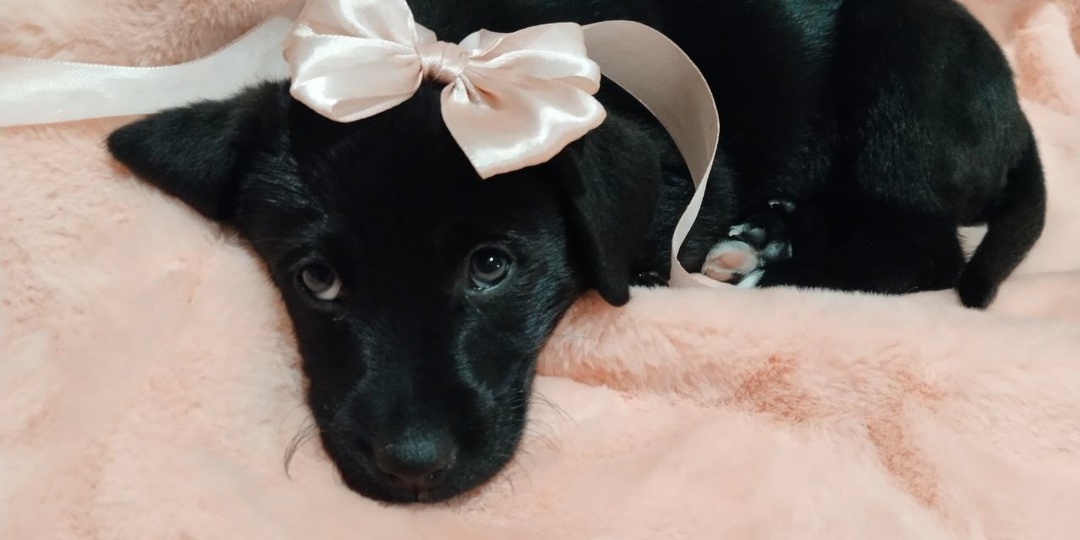 ✨ Ищет дом маленькое облачко счастья! ✨