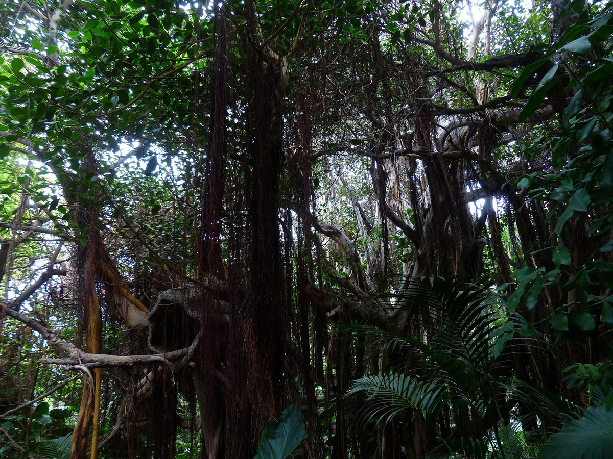 Влажный экваториальный лес