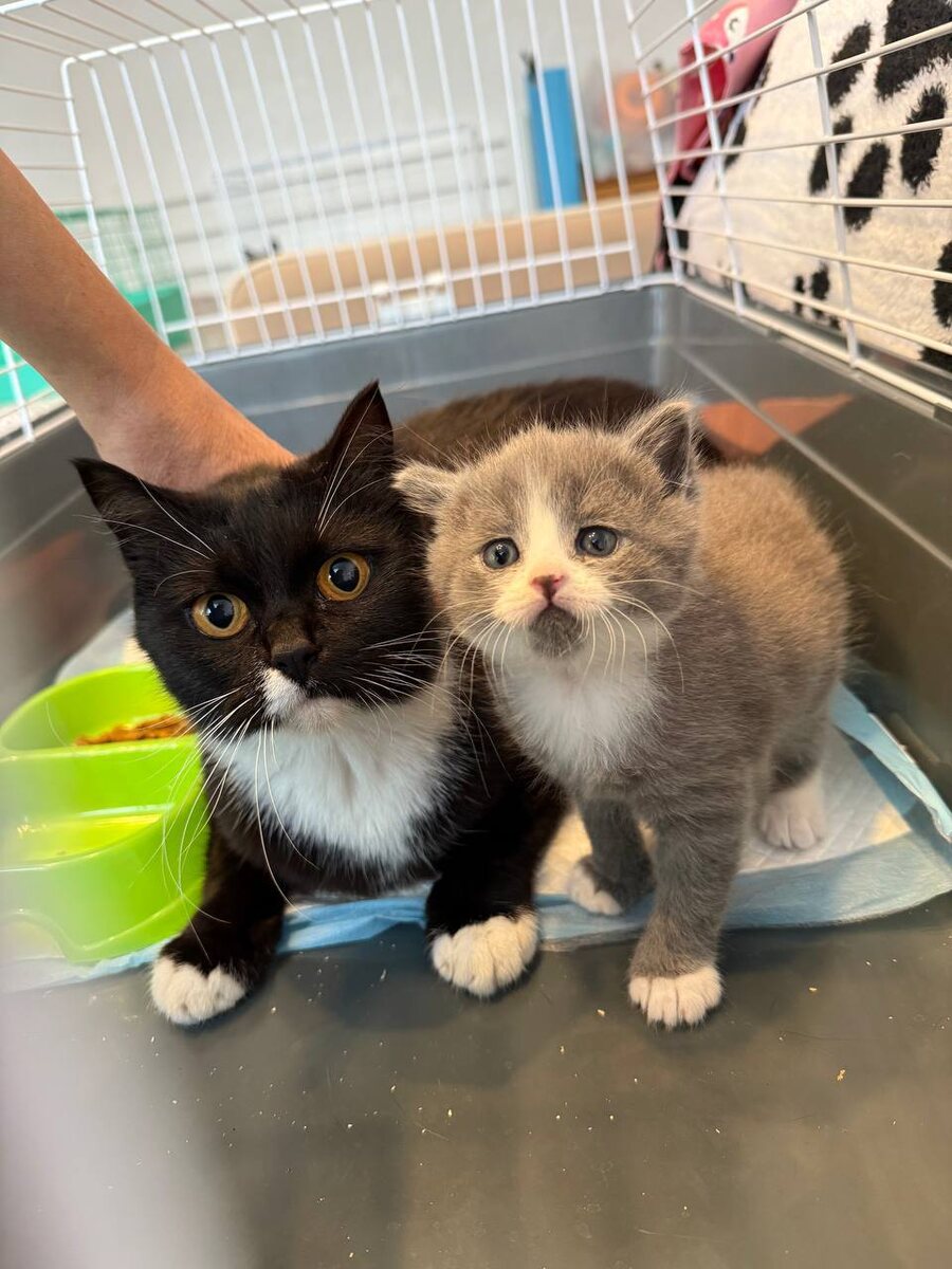 Маркизное семейство. Фото из архива автора