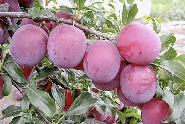 🌸 Слива и алыча: правда о переопылении. Стоит ли сажать рядом