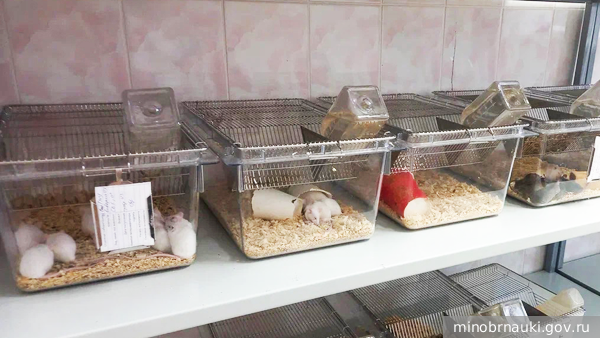     Фото: minobrnauki.gov.ru   
 Текст: Денис Тельманов