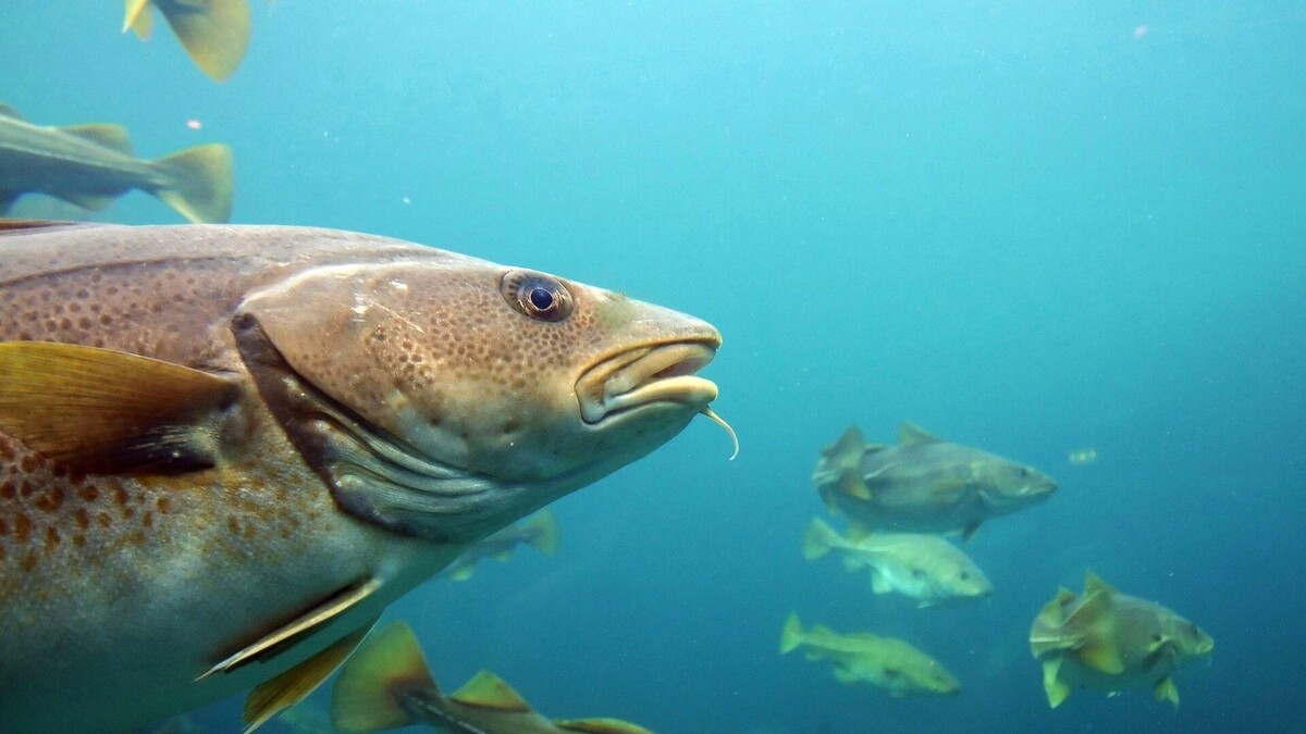 Фото с сайта: https://inosmi.ru/keyword_zooplankton/