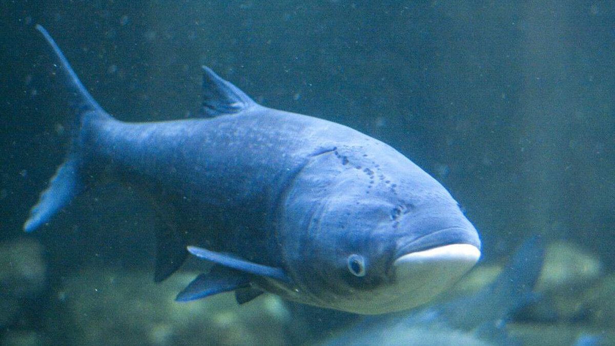 Фото с сайта: https://wildfauna.ru/tolstolobik