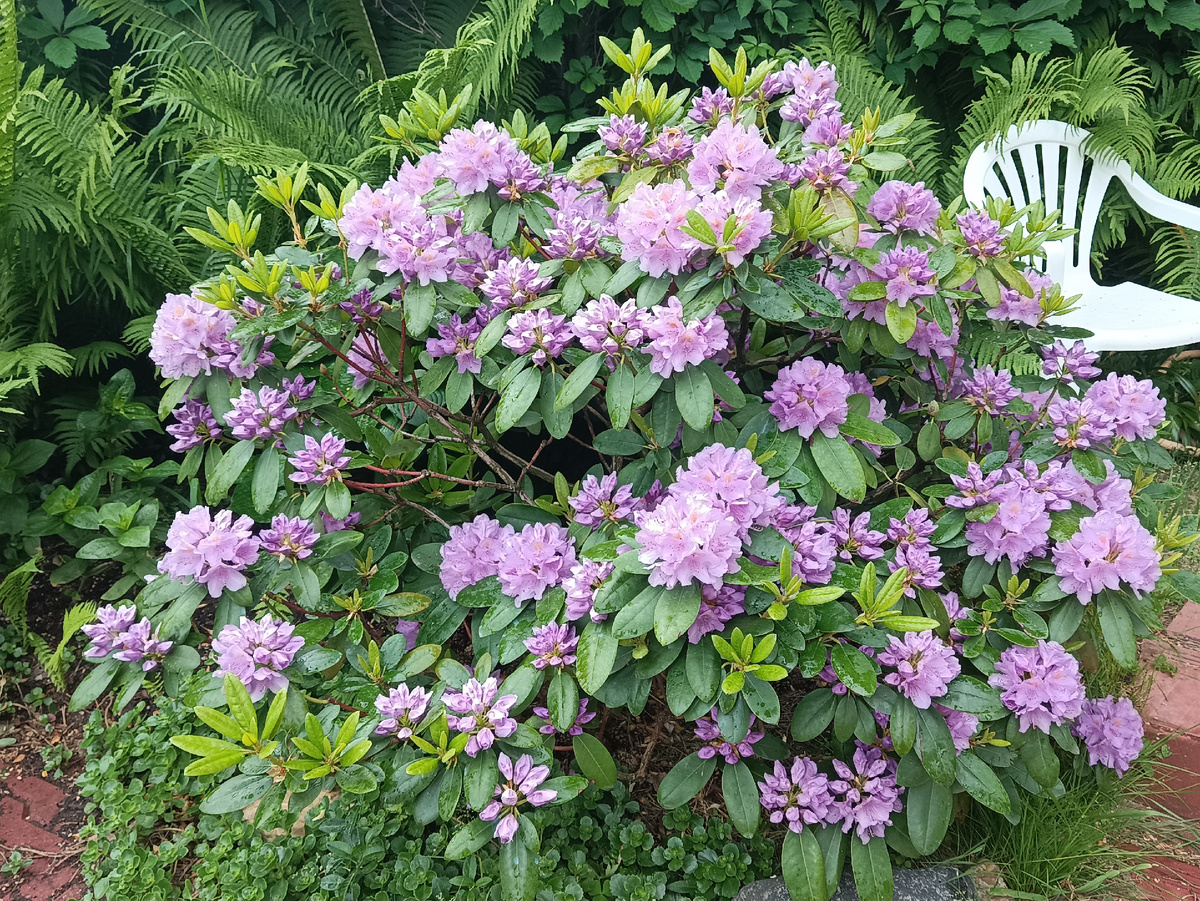 Цветение рододендрона, 2025