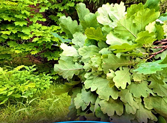 Заготовка веника